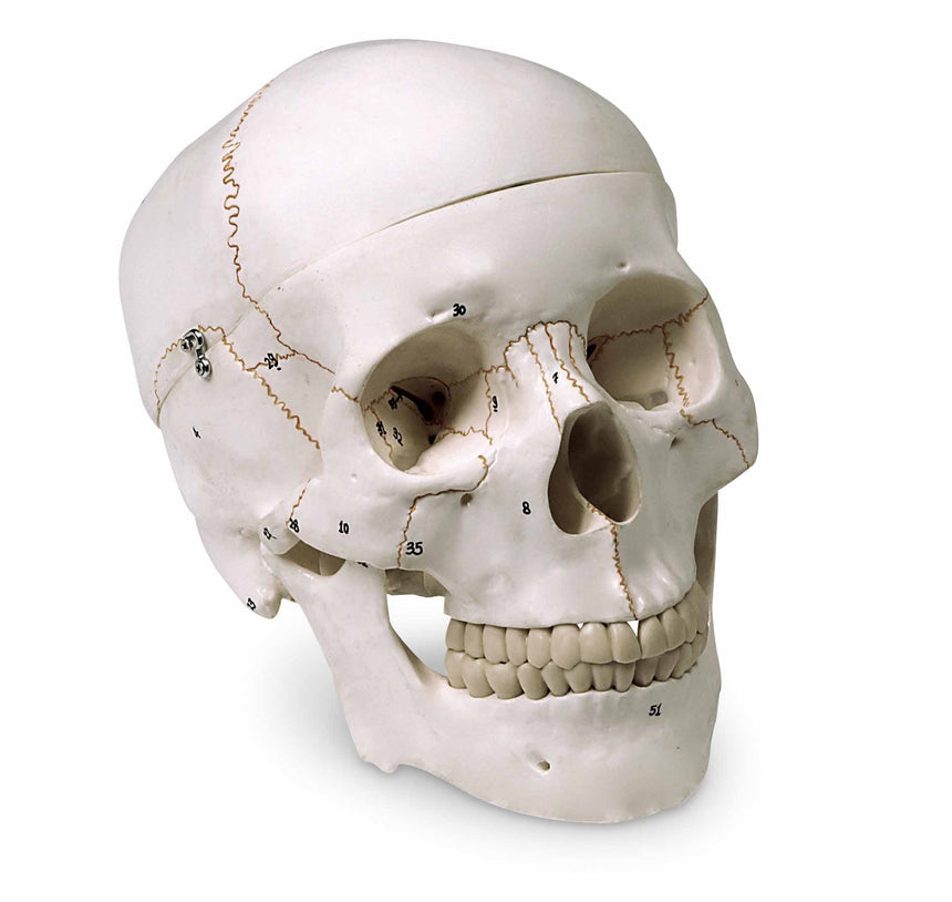 Numbered Skull [SKU: LA00176]