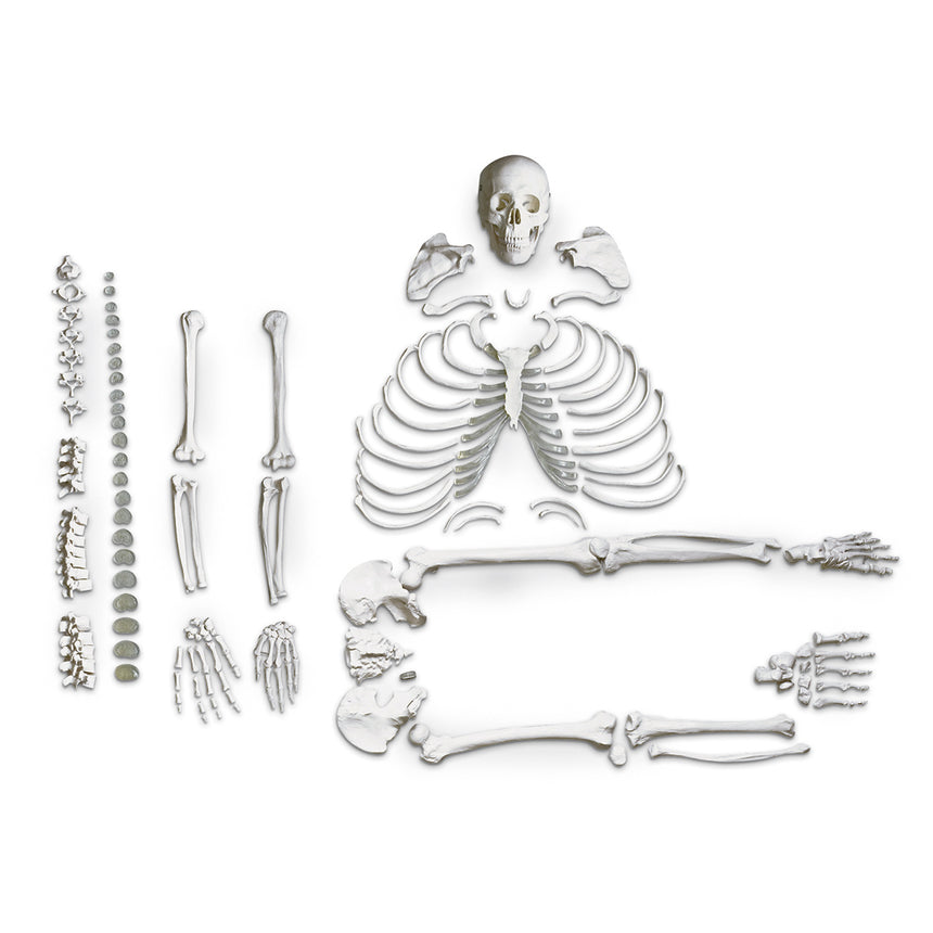 Full-Size Human Skeleton with Muscles and Ligaments [SKU: SB49572]