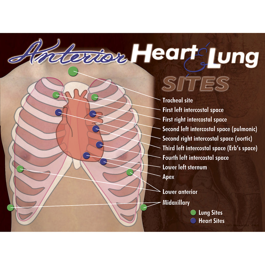 Nasco Anterior Heart & Lung Sites Poster
