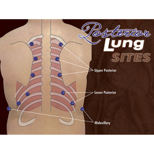 Nasco Posterior Heart & Lung Sites Poster