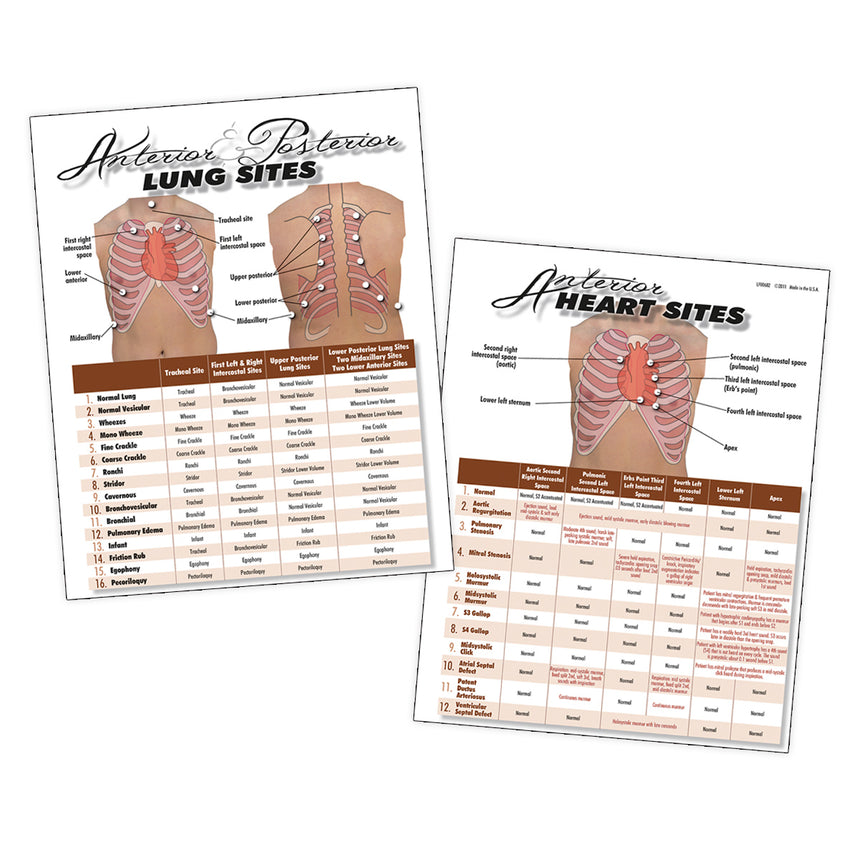 Nasco Heart & Lung Sites Visual Aids Poster Set.  [LF00683]