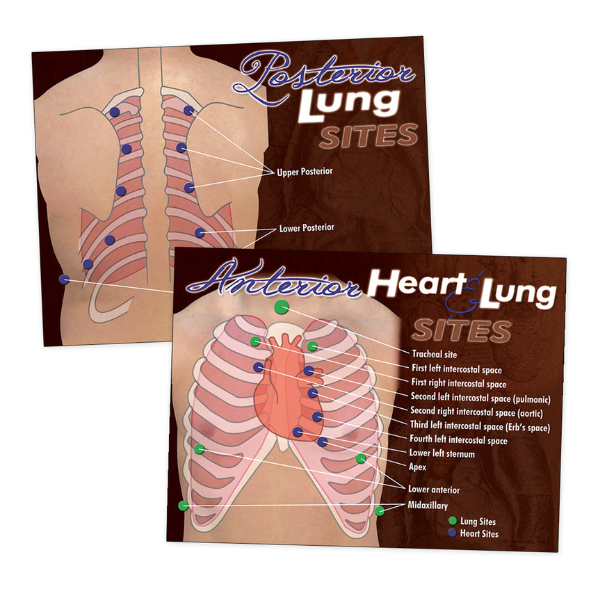 Nasco Heart & Lung Sites Visual Aids Poster Set.  [LF00683]