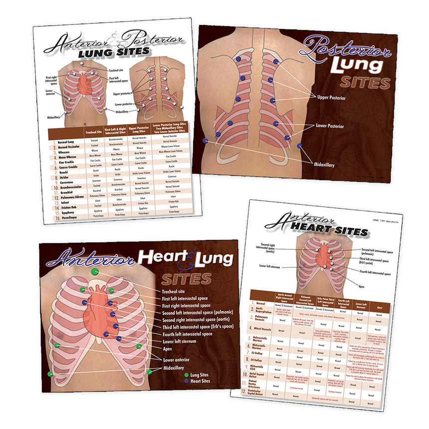 Nasco Heart & Lung Sites Visual Aids Complete Set  [LF00684]