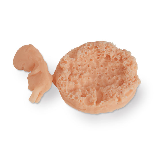 Life/form® Human Fetus Replica - 7-8 Linggo [SKU: LF00707]