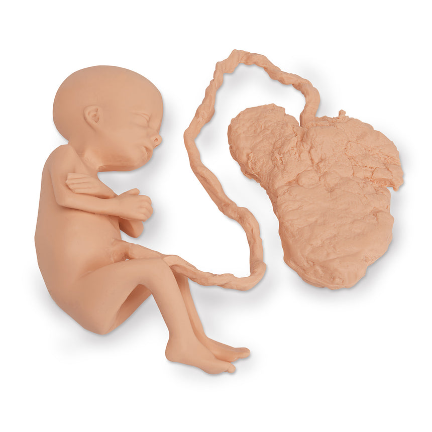 Life/form® Human Fetus Replica - 7 Month Female [SKU: LF00708]