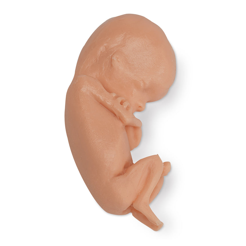 Life/form® Human Fetus Replica - 13 Week