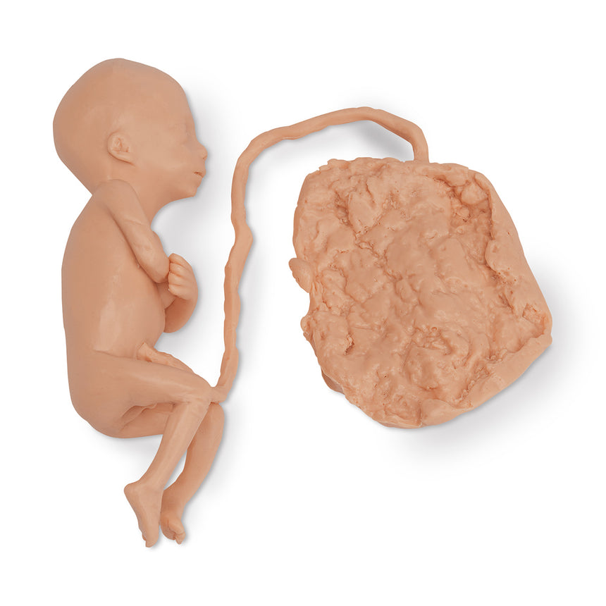 Life/form® Human Fetus Replica - 5 Month Male
