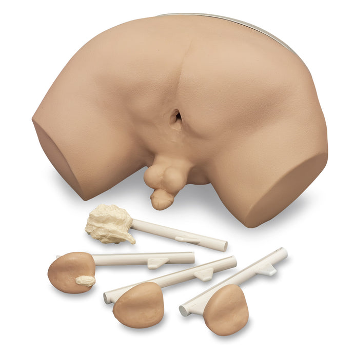 Life/form® Prostate Examination Simulator [SKU: LF00901]