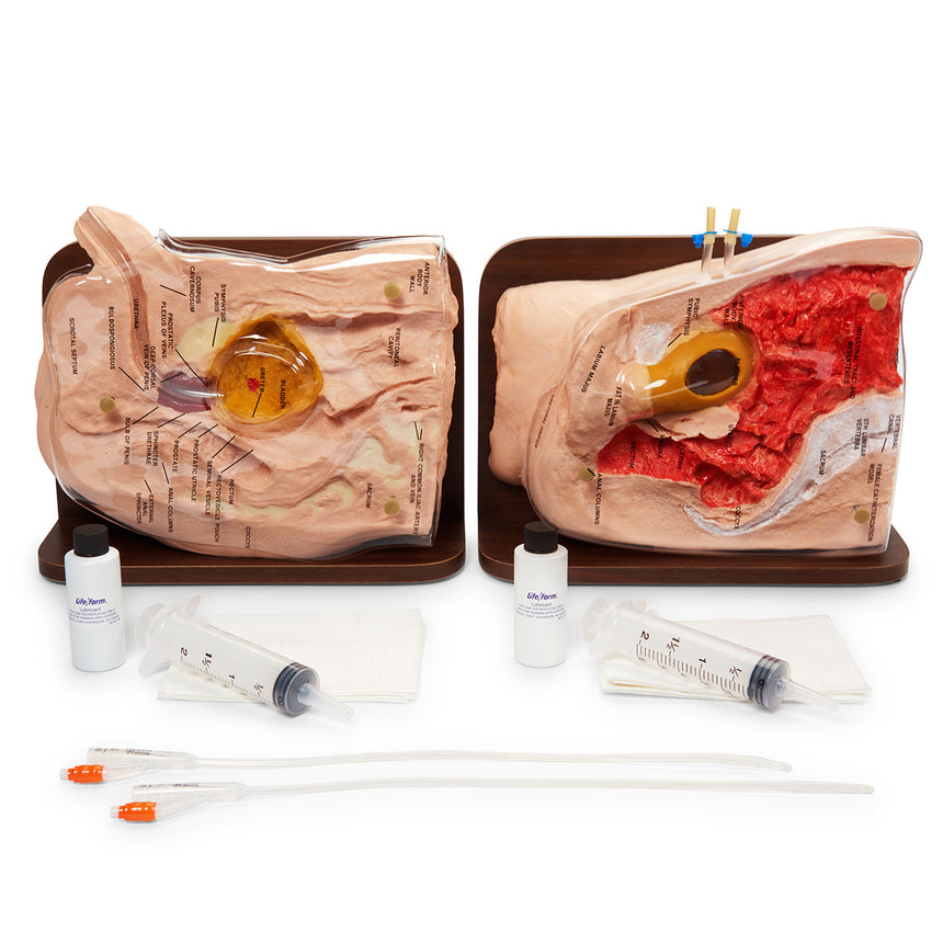 Special Offer for Both Life/form® Cath-Ed 1 and Cath-Ed 2 Simulators [SKU: LF01029]