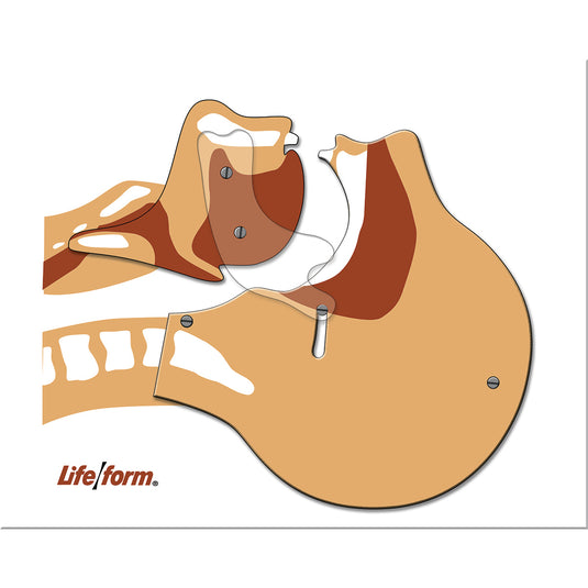 Life/form® luchtwegsimulatiebord [SKU: LF03687]