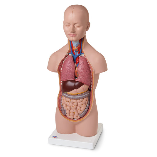 Mini-Torso 3B Scientific® (12 piezas)