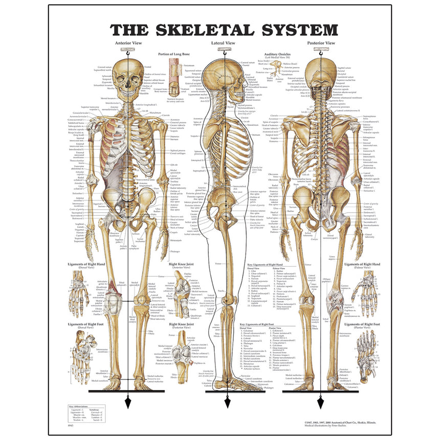 Peter Bachin Anatomical Chart Series - Skeletal System
