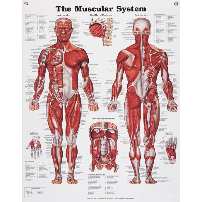 Serie di tavole anatomiche di Peter Bachin - Sistema muscolare