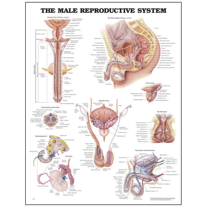 Peter Bachin anatomische kaartserie - mannelijk voortplantingssysteem [SKU: SB06149]