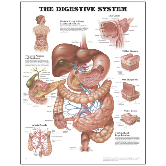 Peter Bachin Anatomical Chart Series - Digestive System [SKU: SB07453]