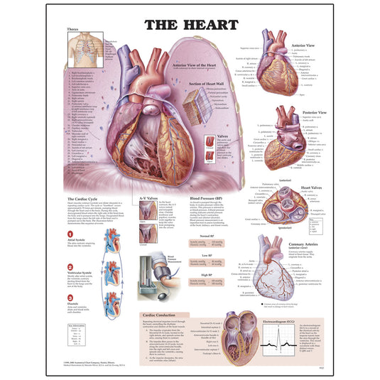 Peter Bachin Anatomical Organ/Structures Chart Serye - Puso [SKU: SB10252]