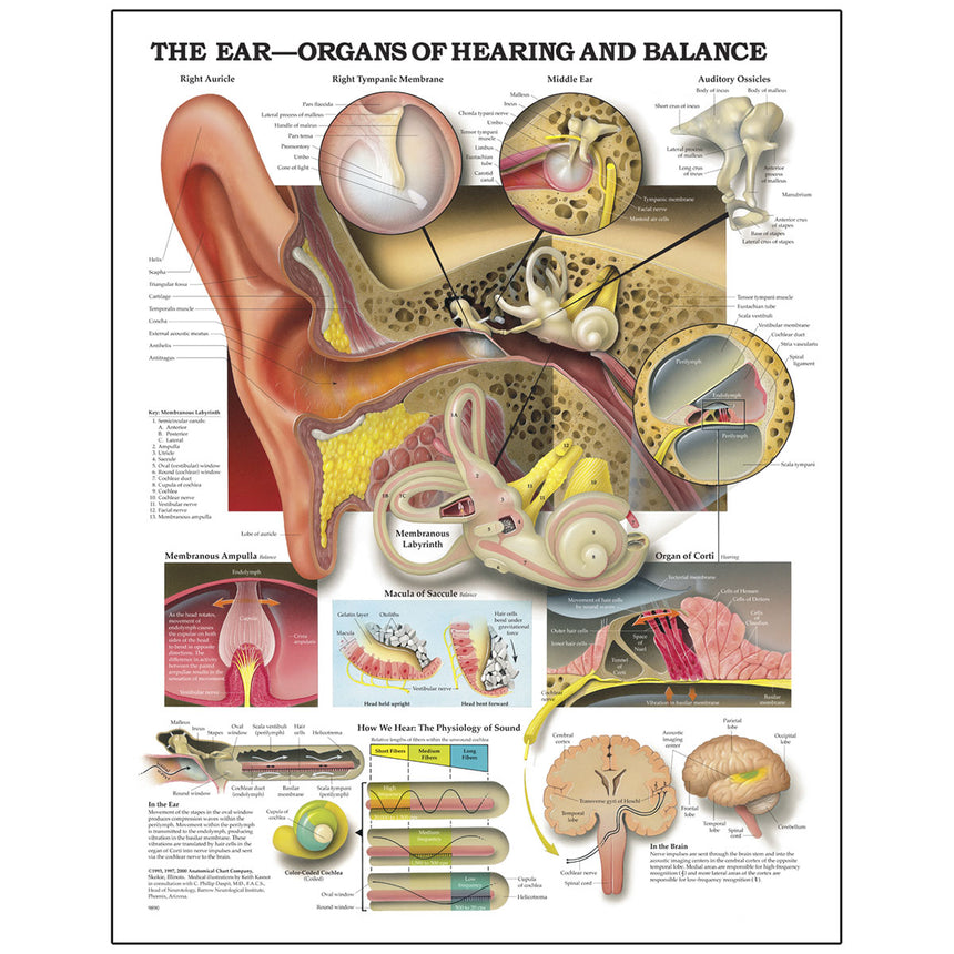 Peter Bachin Anatomical Organ/Structures Chart Series - Ear