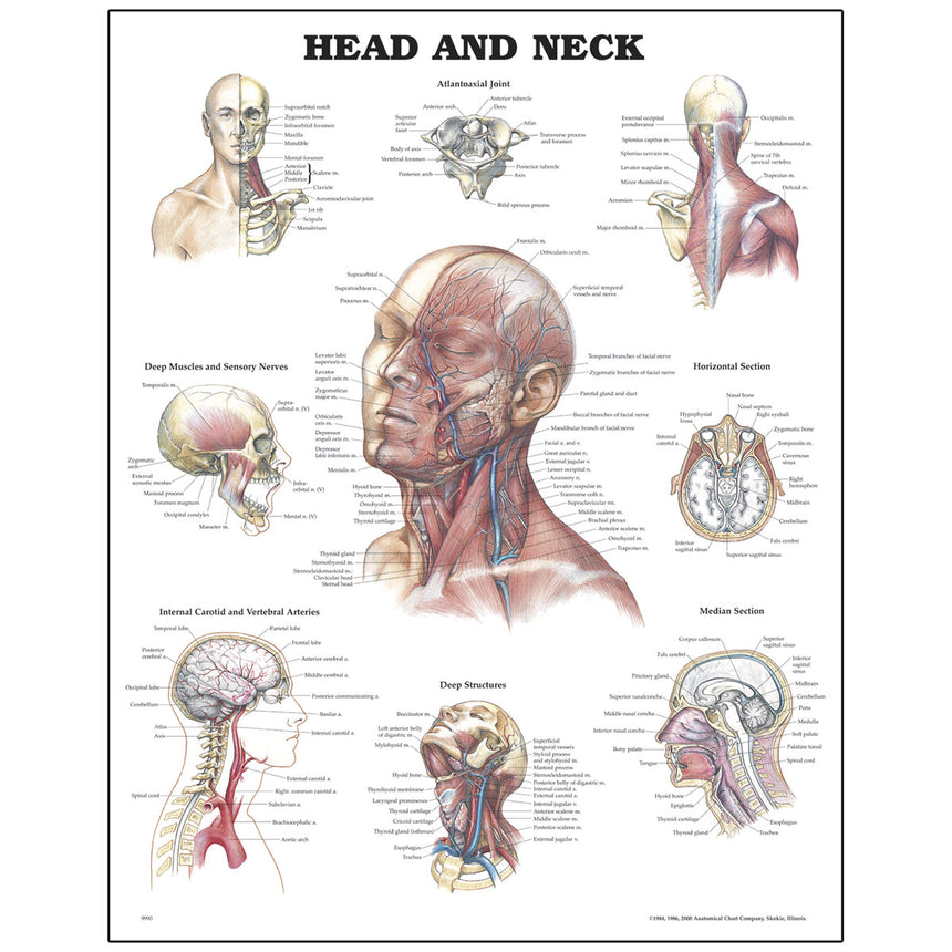 Peter Bachin Diagrammserie zu anatomischen Organen/Strukturen – Kopf und Hals