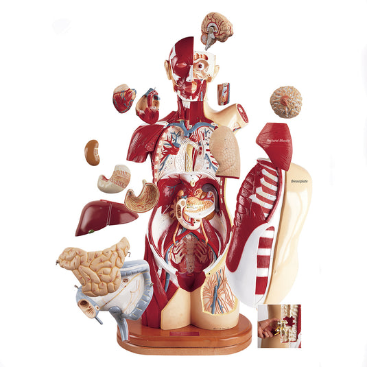 Denoyer-Geppert's Signature Series Multi-Torso™ [SKU: SB17091]