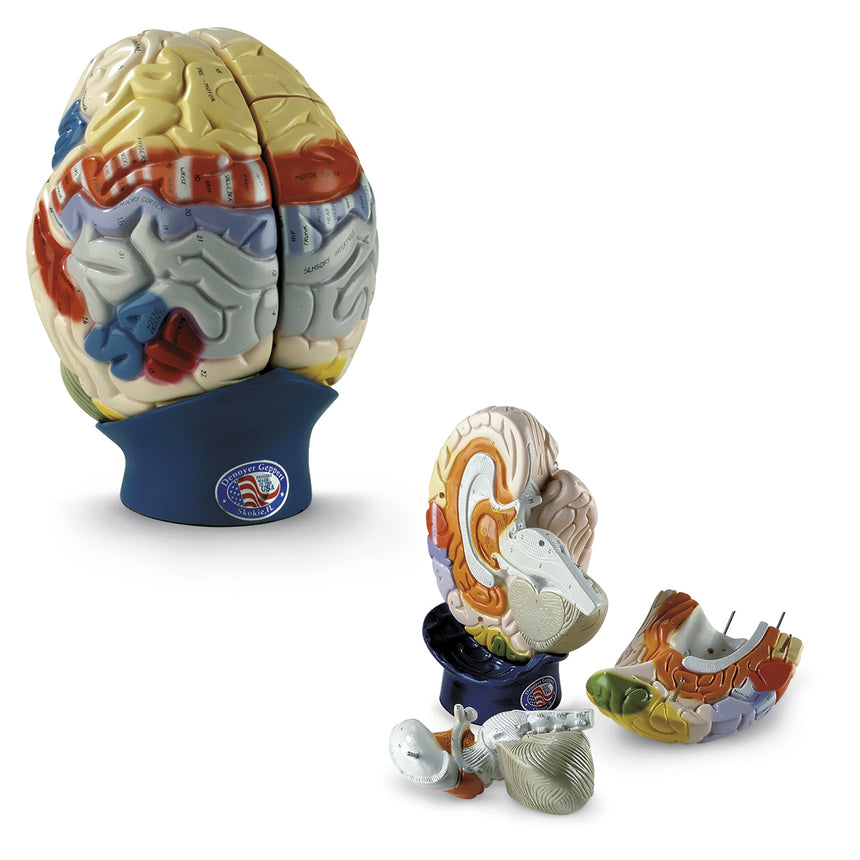 Denoyer-Geppert Giant Working Brain [SKU: SB18825]