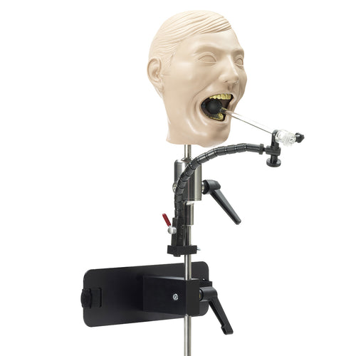 Röntgen Tandheelkundige Mannequin [SKU: SB23463]