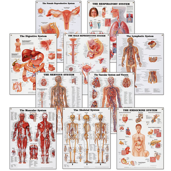 Conjunto de gráficos de sistemas anatómicos de Peter Bachin [SKU: SB25037]