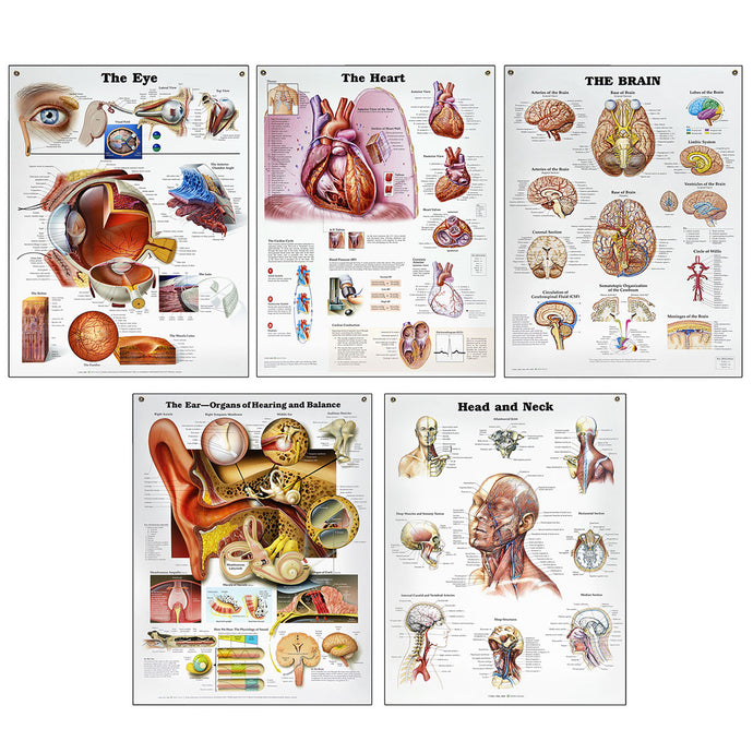 Peter Bachin Anatomische orgels/structuren kaartenset