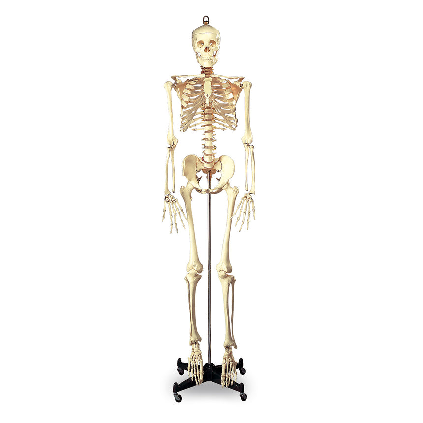Full-Size Human Skeleton with Muscles and Ligaments [SKU: SB49572]