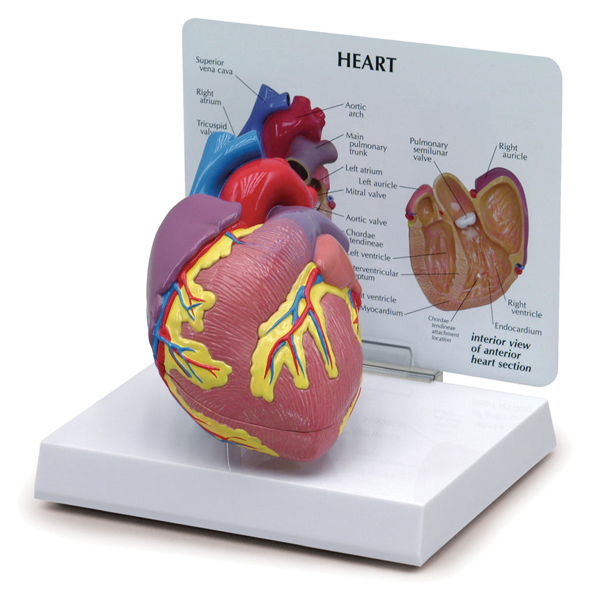 Heart Model (2-Piece) [SKU: SB32595]
