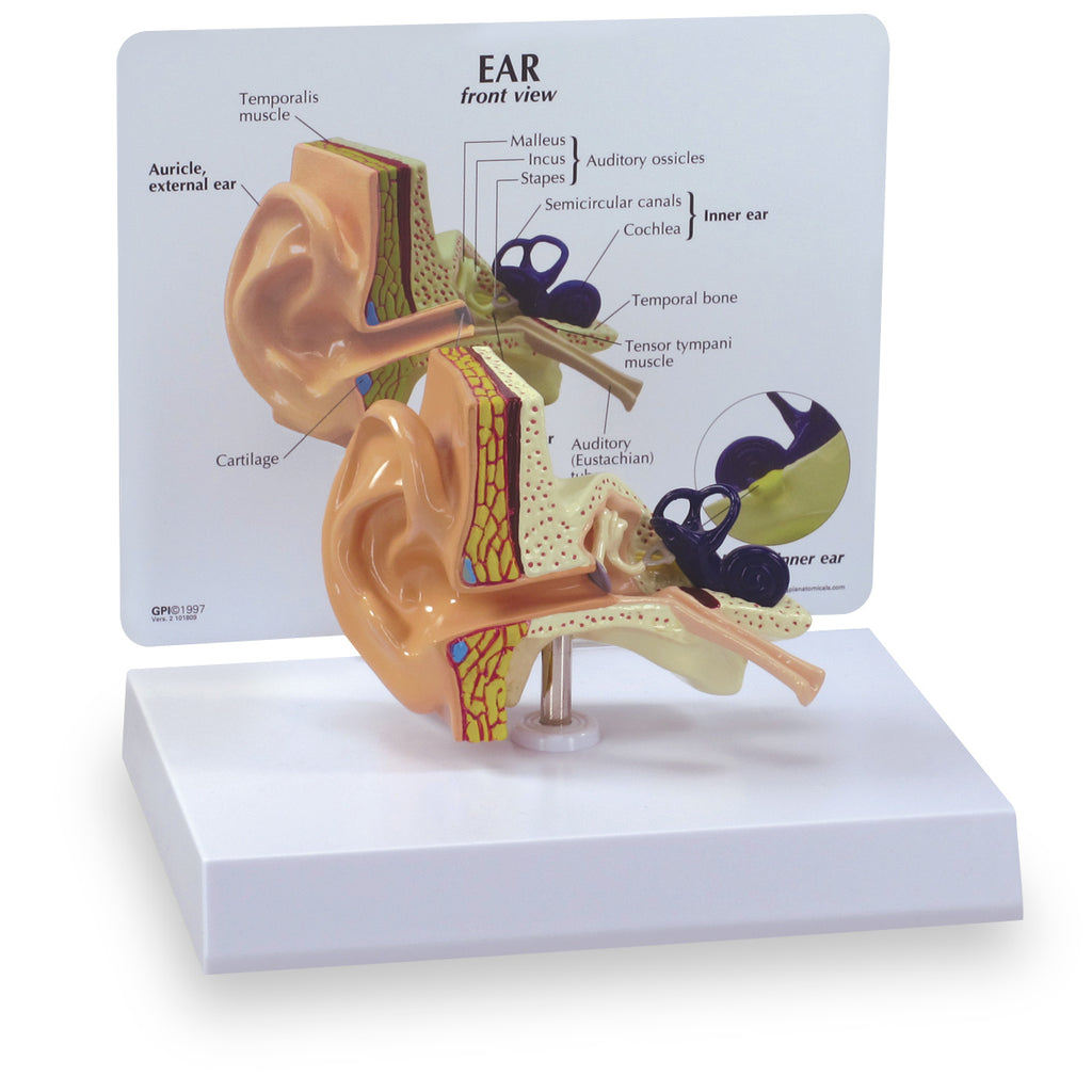 Ear Anatomy Model Labeled
