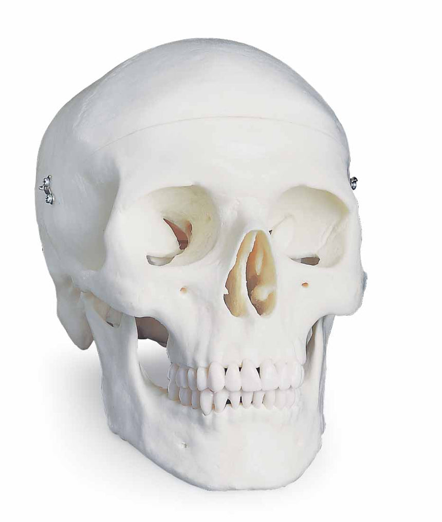 Classic Skull (3-Part) [SKU: SB33945]