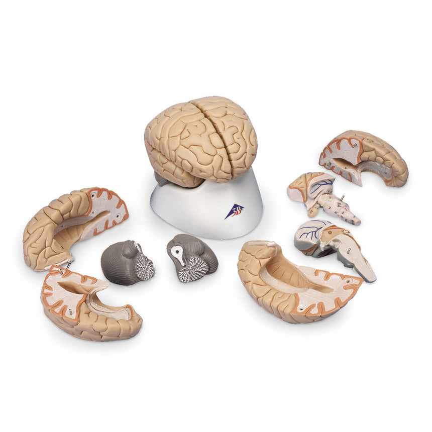 Brain Model (8-Part) [SKU: SB41143]