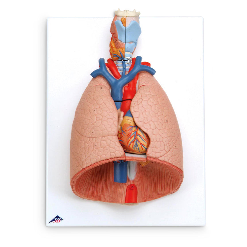 Deluxe 7-Part Lung Model with Larynx [SKU: SB41144]