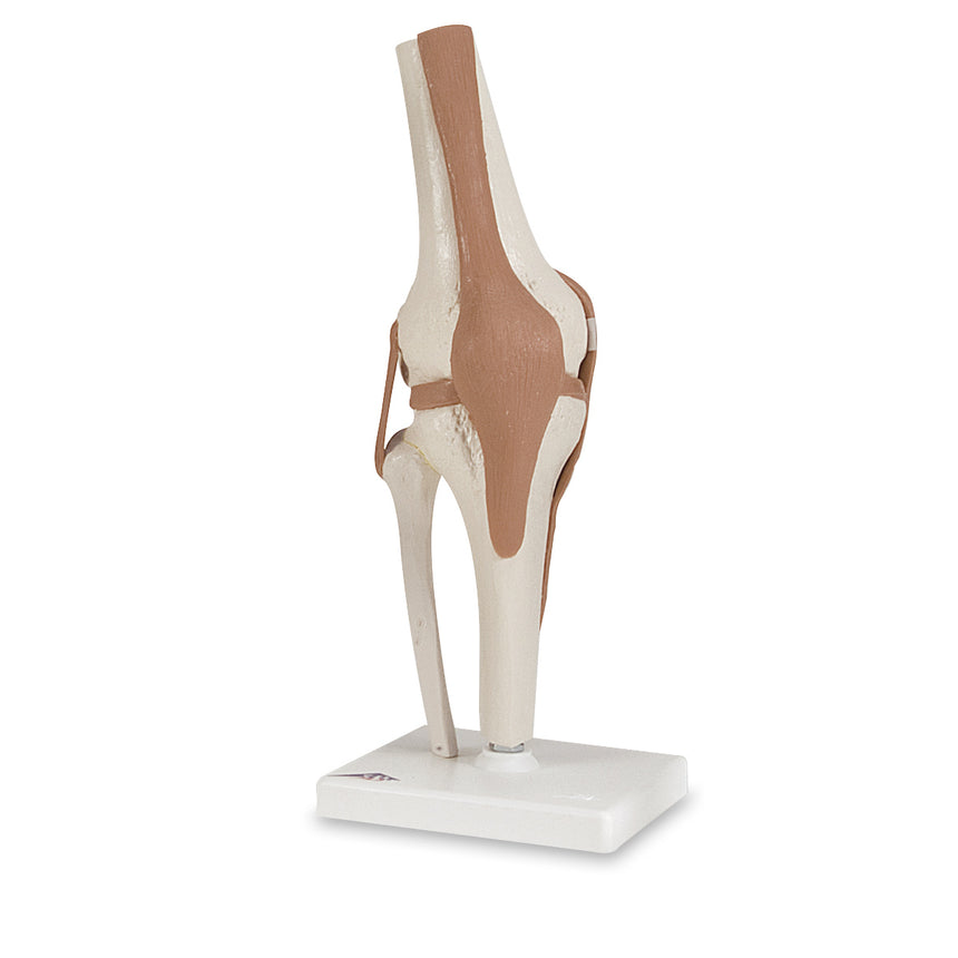 Working Knee Joint Model