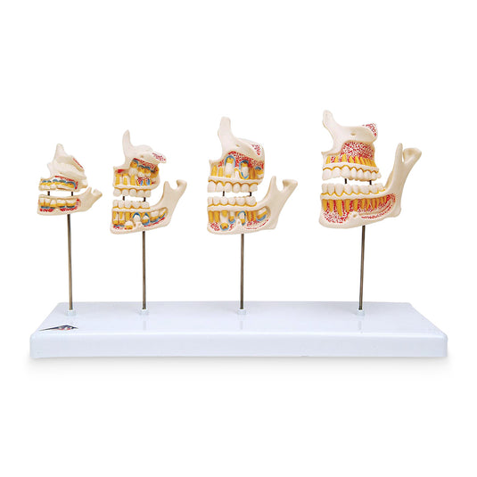 Dentition Development
