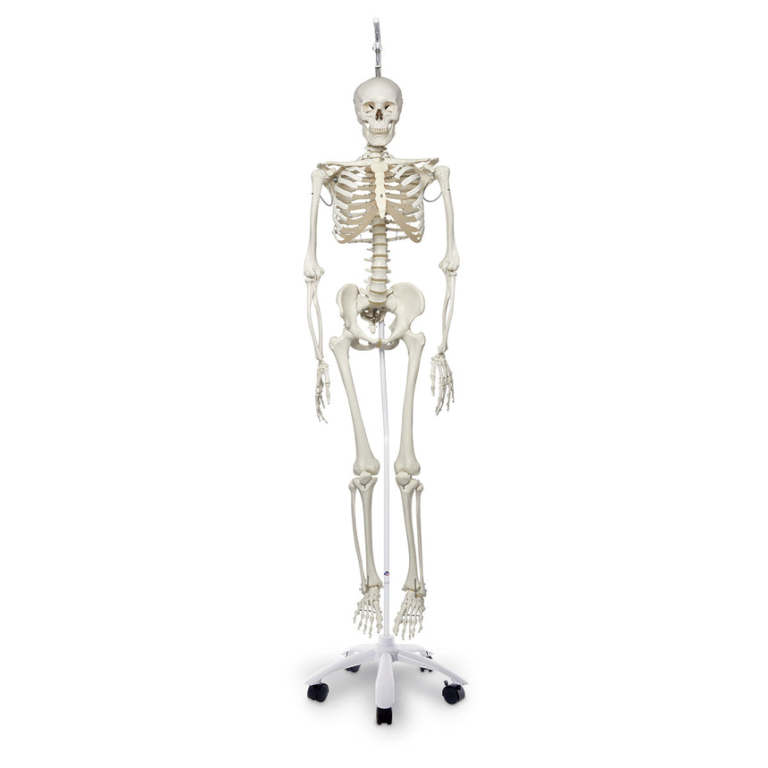 Physiological Skeleton with Hanging Roller Stand - 73-1/4 in. [SKU: SB41410]