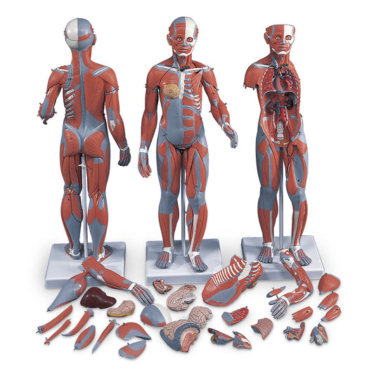 Complete Dual-Sex Muscular Figure with Internal Organs (33-Part) [SKU: SB41425]