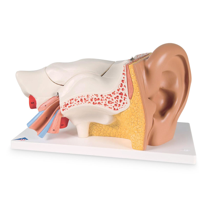 Advanced Giant Ear (3 Times Life-Size,  6-Part) [SKU: SB41430]