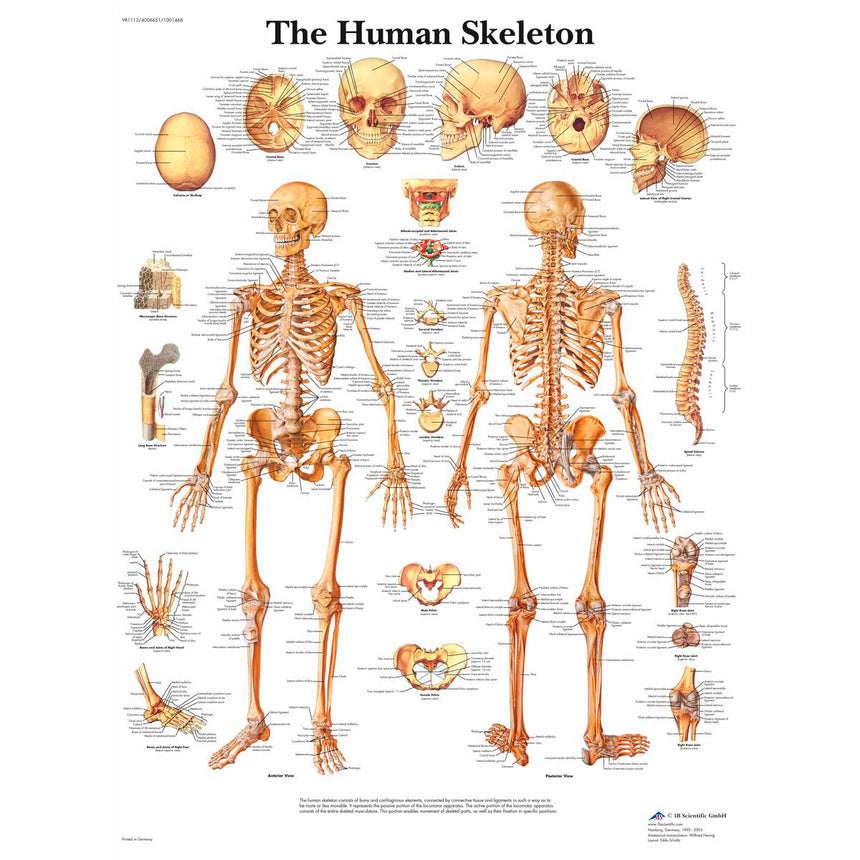 Classic Laminated 3B Scientific® Anatomical Chart for Human Skeleton