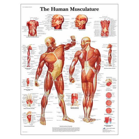 经典层压 3B Scientific® 人体肌肉解剖图