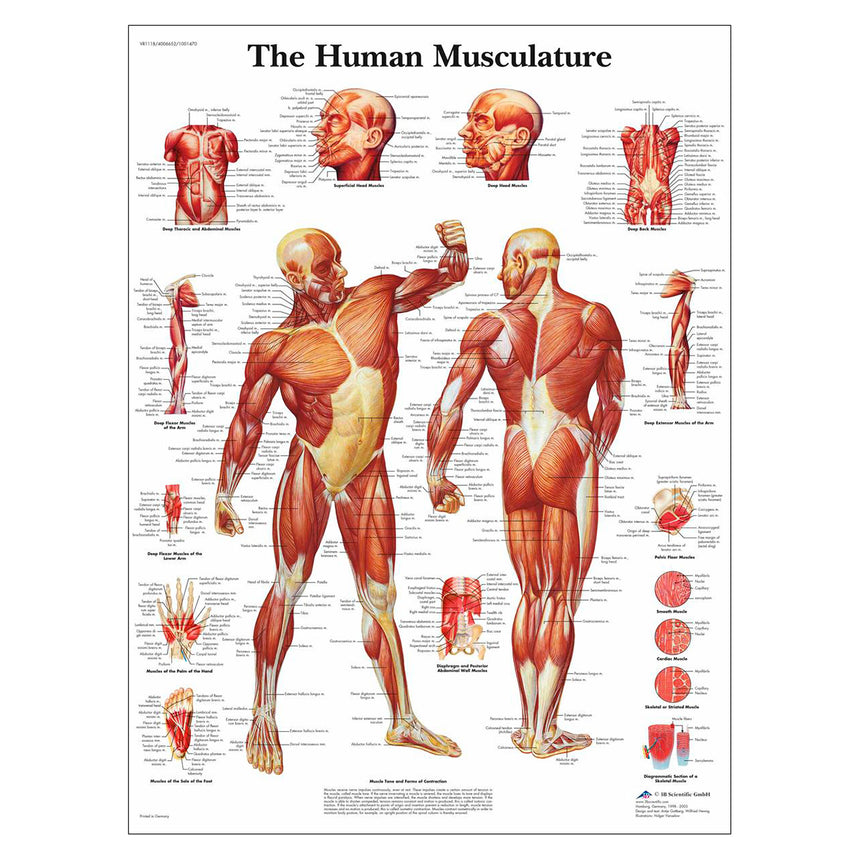 Classic Laminated 3B Scientific® Anatomical Chart for Human Musculature