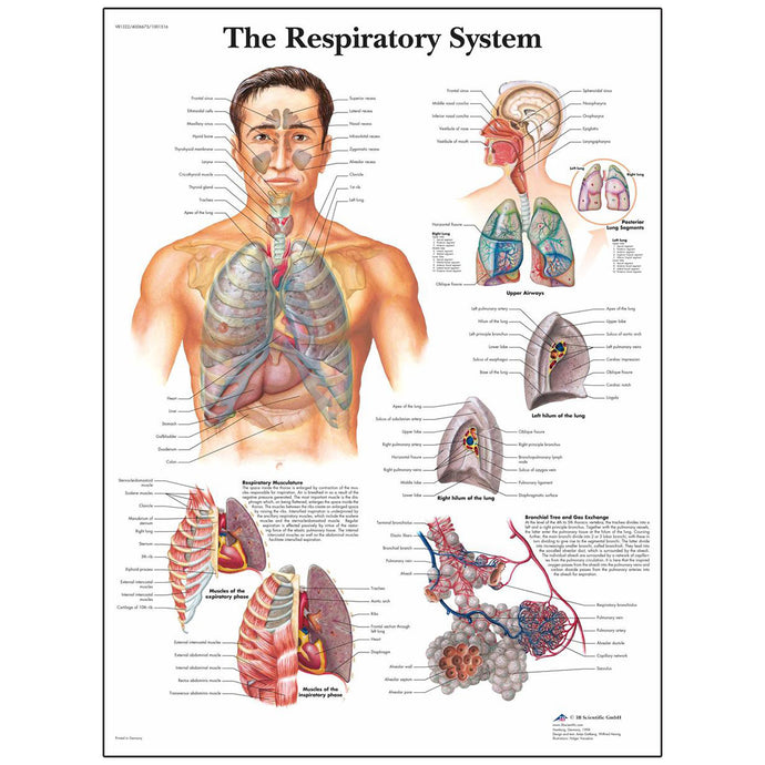 Tavola anatomica classica laminata 3B Scientific® per il sistema respiratorio