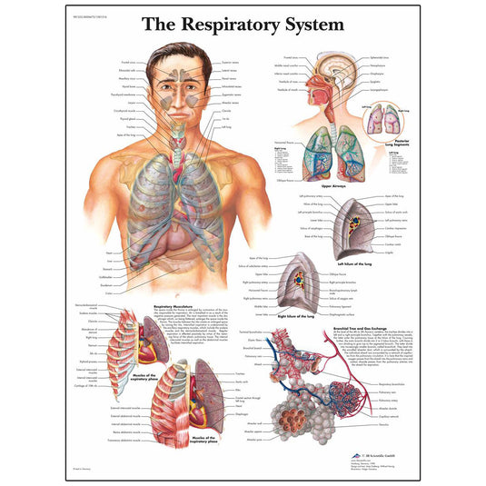 Tavola anatomica classica laminata 3B Scientific® per il sistema respiratorio