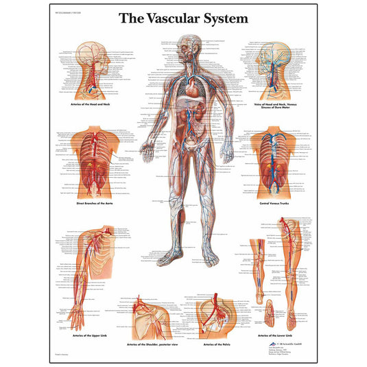 Tavola anatomica 3B Scientific® ClassicLaminata per il sistema vascolare