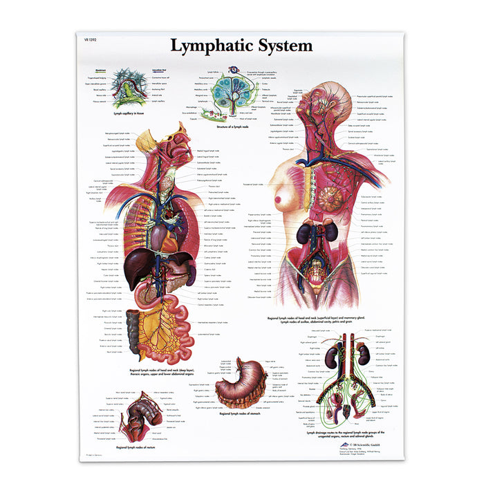 Tavola anatomica classica laminata 3B Scientific® per il sistema linfatico