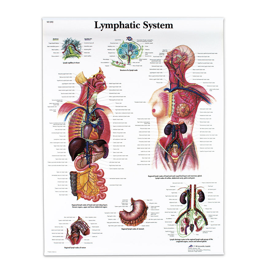 Classic Laminated 3B Scientific® Anatomical Chart for the Lymphatic System