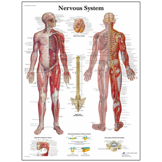 Tavola anatomica classica laminata 3B Scientific® per il sistema nervoso