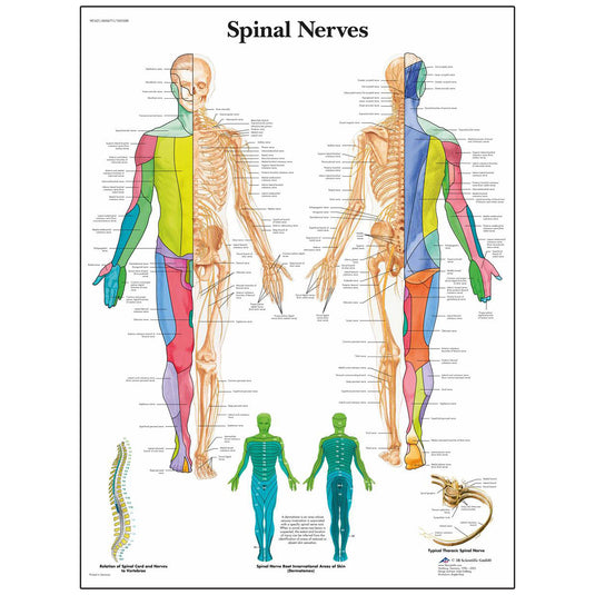 经典层压 3B Scientific® 脊髓神经解剖图