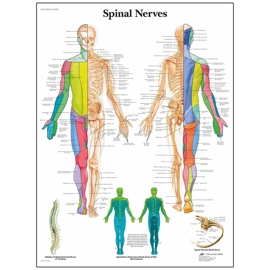 Classic Laminated 3B Scientific® Anatomical Chart for Spinal Nerves