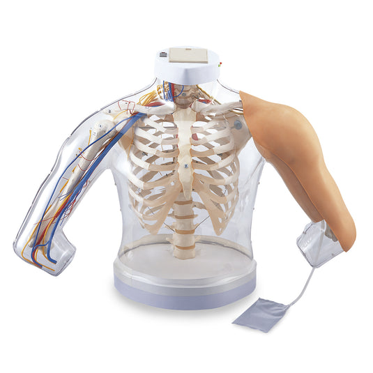 Intramuscular Injection Model of Upper Arm Muscles [SKU: SB45069]